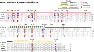 Mitochondrial CHCHD2: Disease-Associated Mutations, Physiological Functions, and Current Animal Models